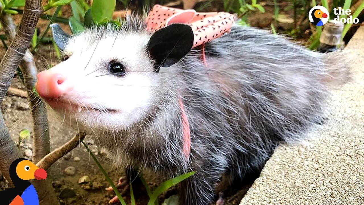 This Possum's A People Person - STARFISH | The Dodo