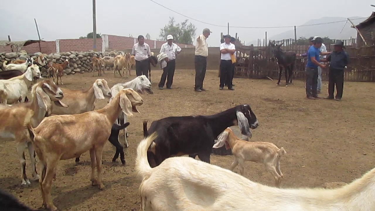 Crianza de Cabras
