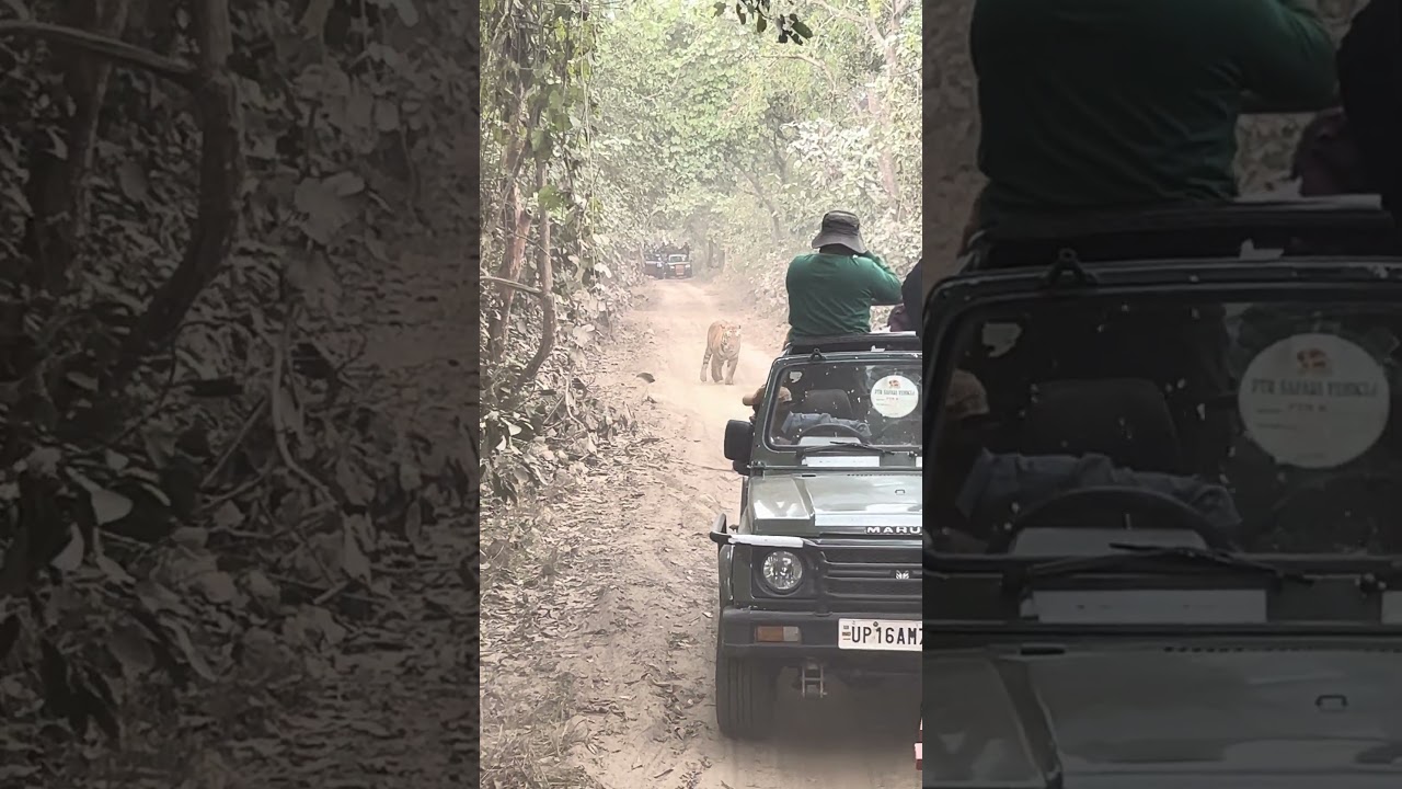 Pilibhit tiger reserve - male tiger on road #tiger #tigerconservation #wildlife #popular #pilibhit