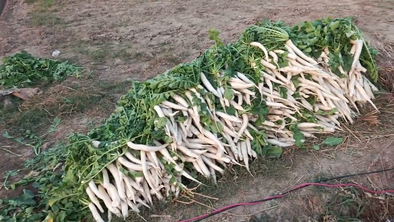 Radish Crop cultivation in Pakistan / moli ki fasal 