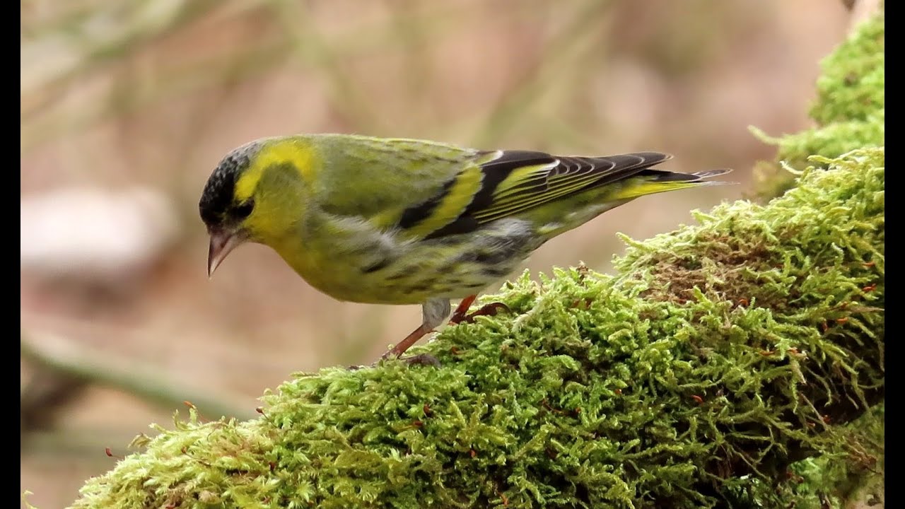 Č&iacute;žek lesn&iacute;, Spinus spinus, Eurasian siskin, Erlenzeisig, Verda kardelo #birds #birdwatching 2007.