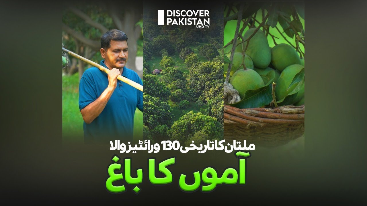 Multan's Historic 130 Varieties Mango Garden | Kissan Ka Pakistan | Discover Pakistan TV
