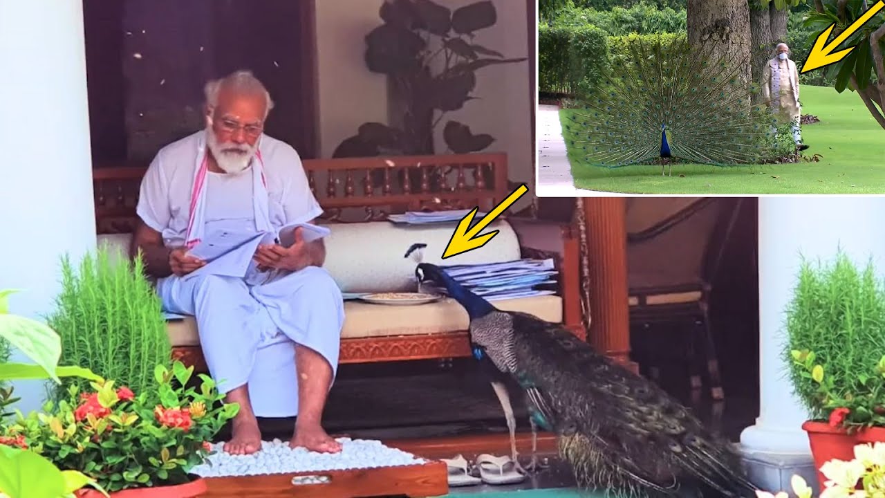 BEAUTIFUL SCENE: PM Narendra Modi Feeding Peacocks At Residence 7LKM | New Delhi | Political Qube