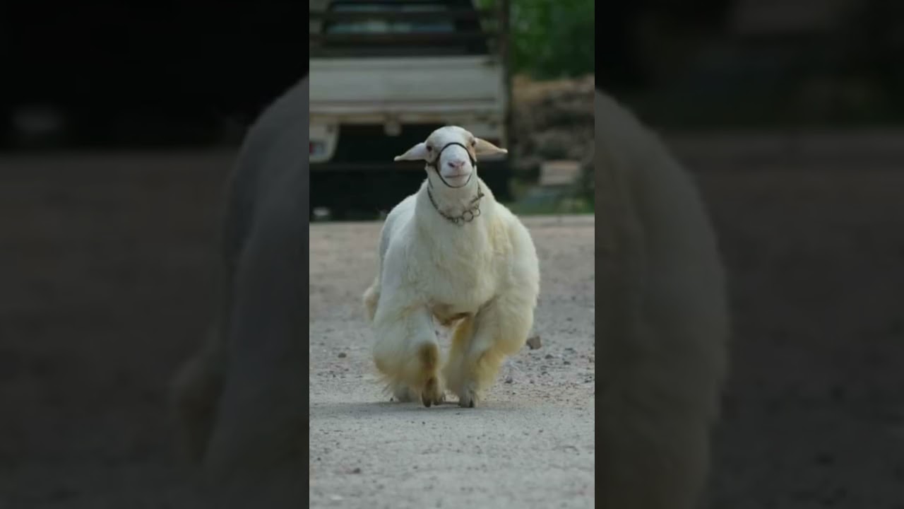 pure bandur sheep breeding male top quality💯 (pls like, subscribe, share and support the channel!)