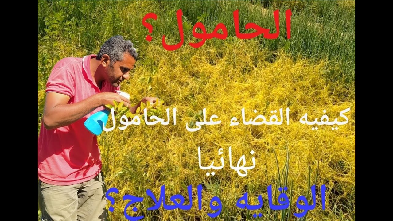الحامول ؟ طرق الوقاية والمكافحه والعلاج؟
