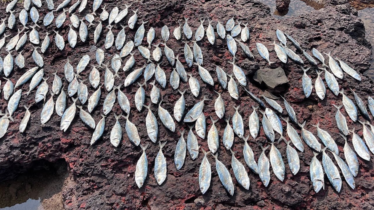 सुके बांगडे बनवण्याची संपुर्ण प्रक्रिया | सुक्या बांगड्यांचा व्यवसाय करणारी सारीकाताई