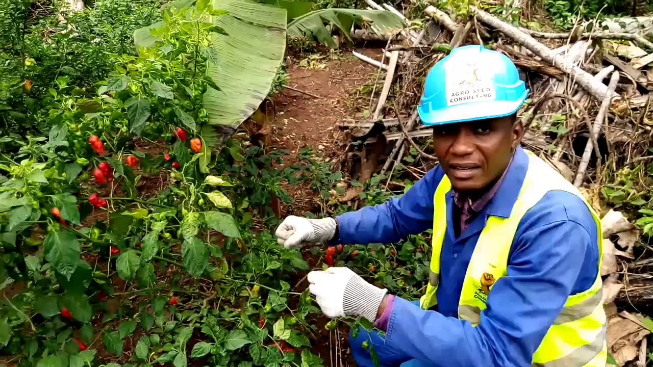 Culture du piment : comment lutter contre la chute des fruits de façon efficace et efficiente