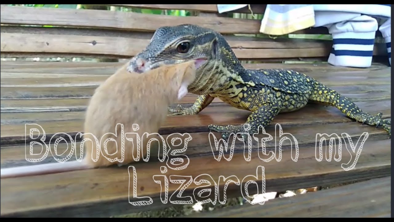 Feeding my monitor Lizard.