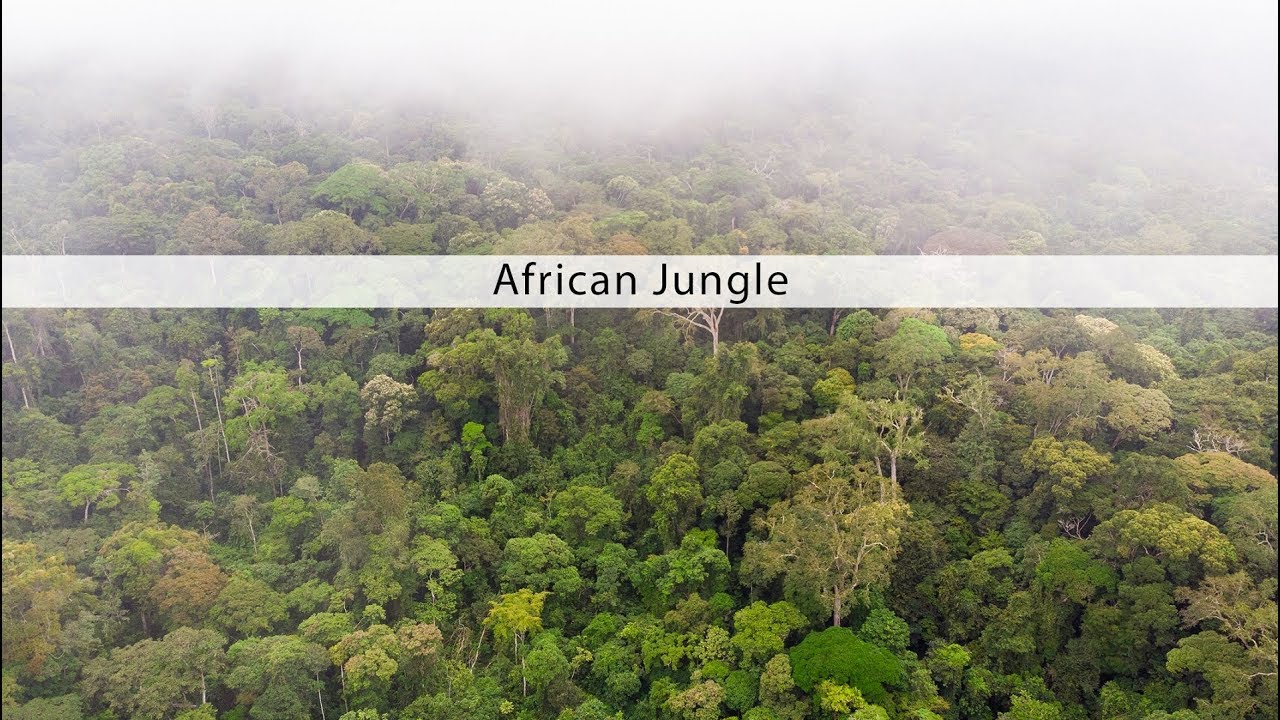 African Jungle sound effects library - nature and wildlife sounds from the Congo rainforest