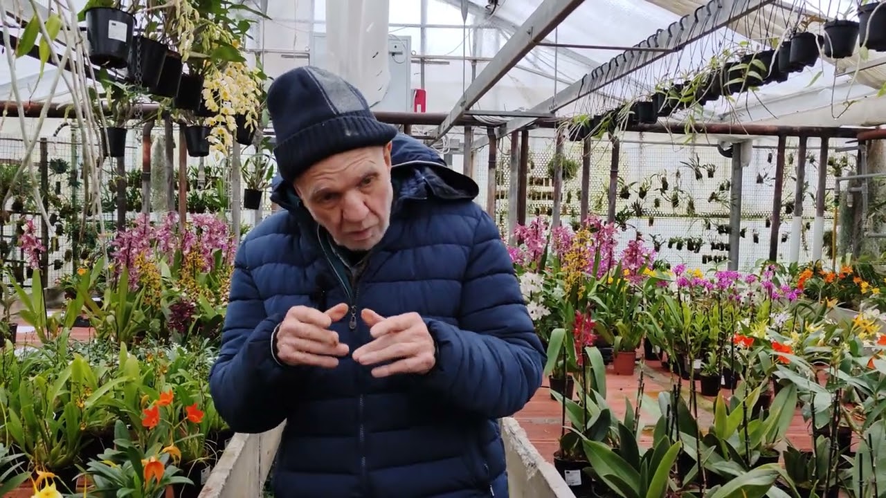 orchidee botaniche e ibridi, che differenza c'è?