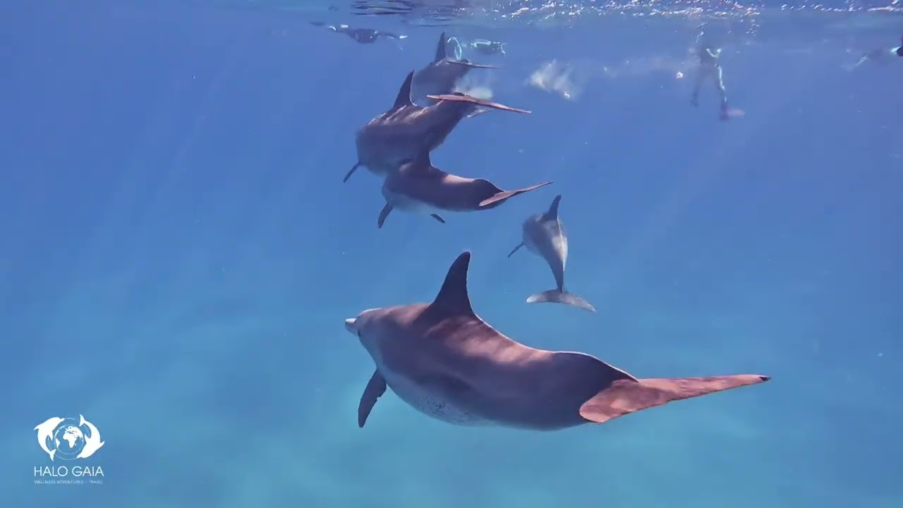 2026 02 09 Cetacean Meditation ..Mums and babes .. 