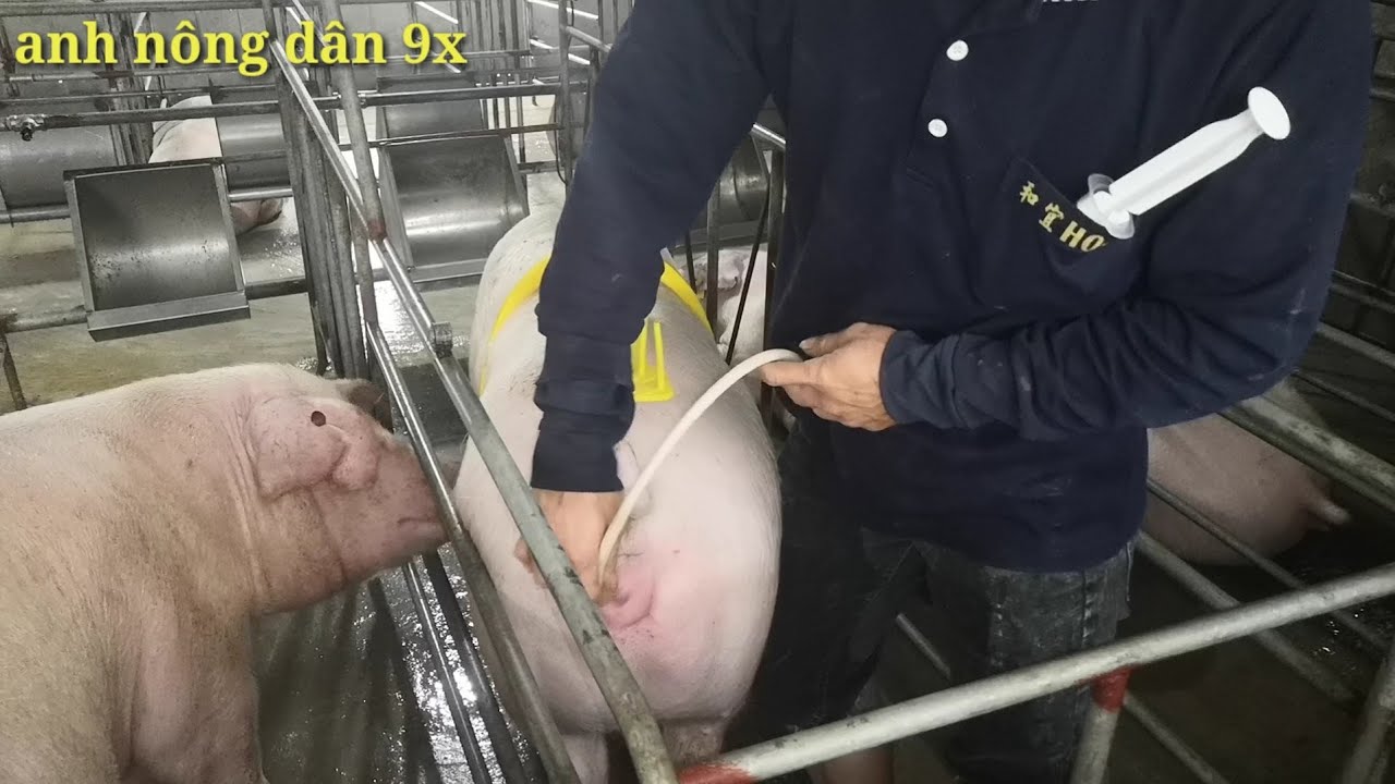 Thụ tinh nhân tạo cho heo hậu bị lần đầu có khó hay không?