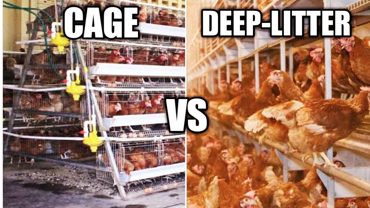 Battery Cage VS Deep Litter System | WHICH IS BETTER?