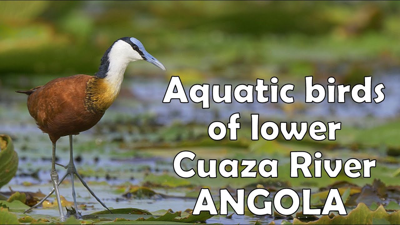 Aquatic Birds of lower Cuanza River, Angola / Aves aqu&aacute;ticas de Barra do Cuanza, Angola