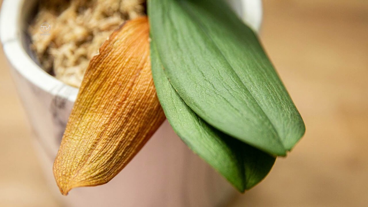 ZELENÝ ŽIVOT - ORCHIDEA