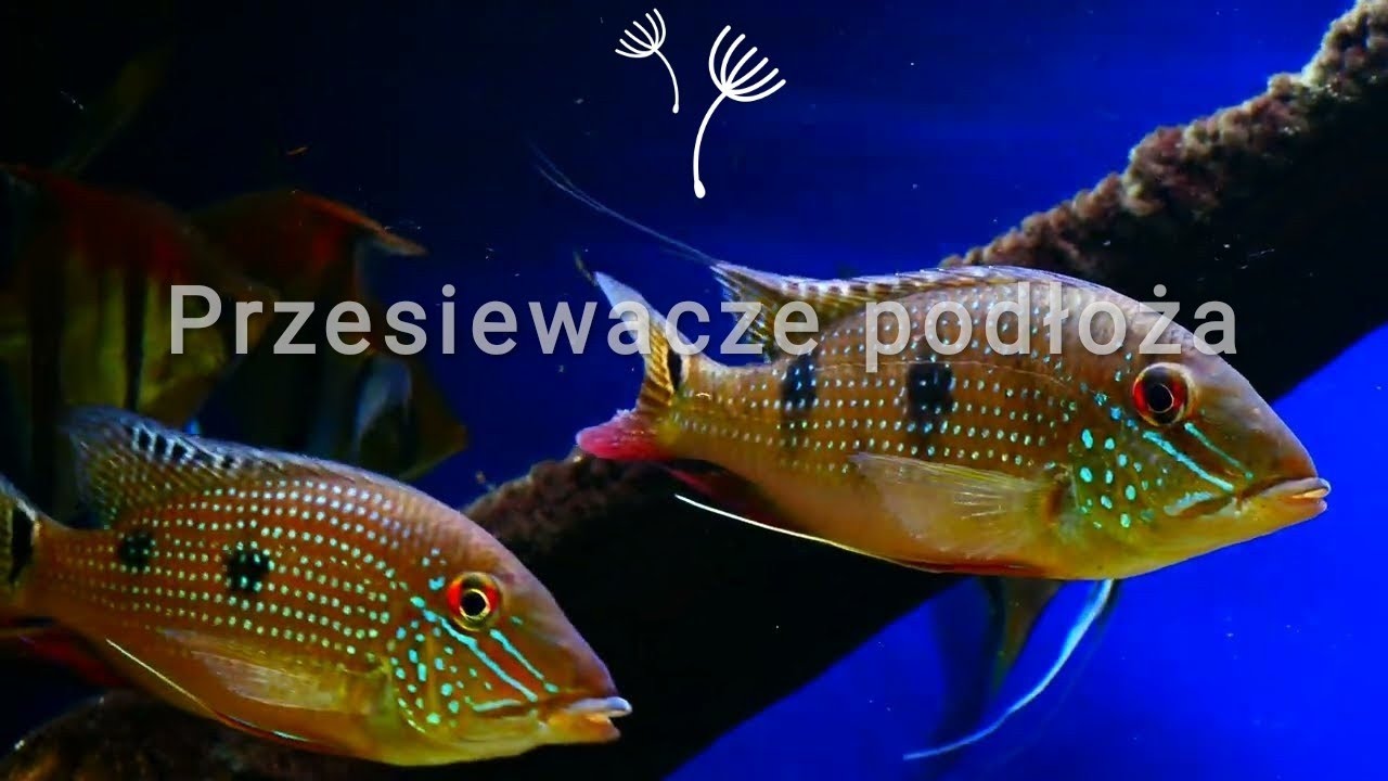 Ryba która przesiewa podłoże skrzelami. SATANOPERCA DAEMON.MACRO.