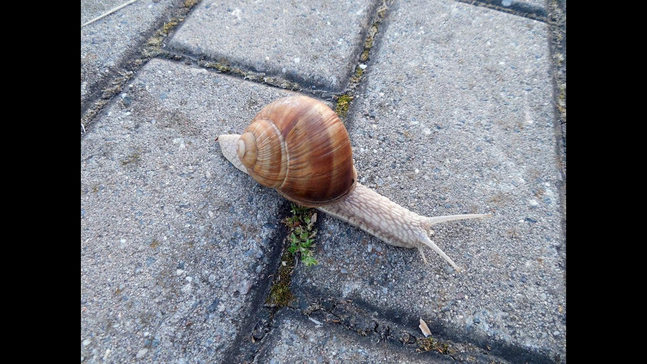 snails