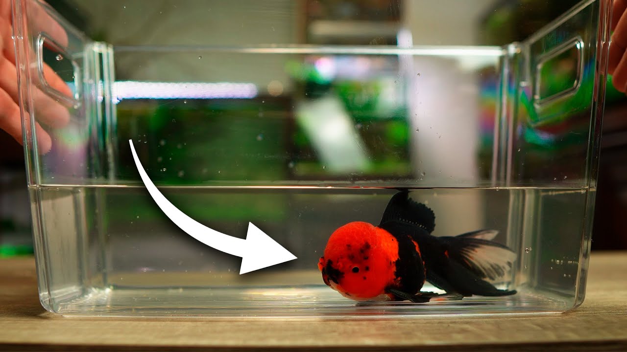 UNBOXING de PECES para mis ACUARIOS