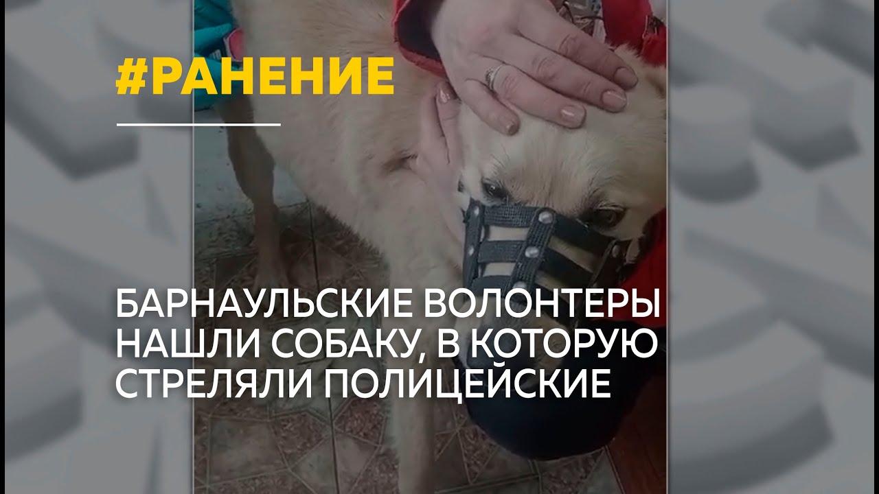 В Барнауле полицейские подстрелили бродячую собаку