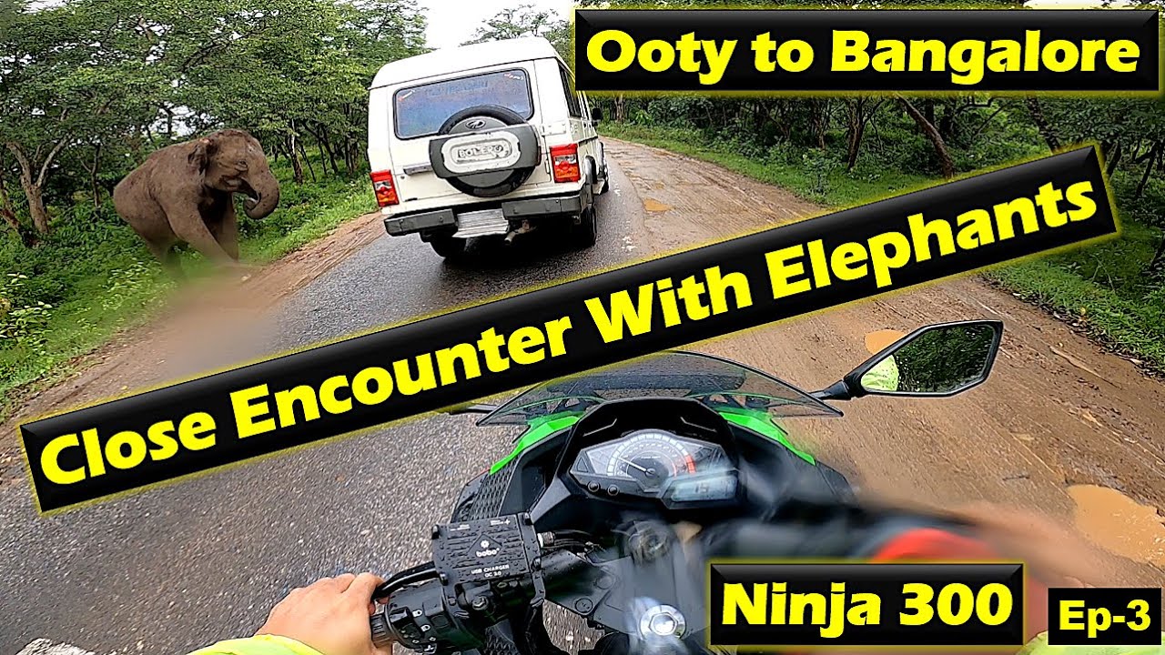 Ooty to Bangalore - Close Encounter with Elephants at Bandipur National Park - Ninja 300 - Ep-3