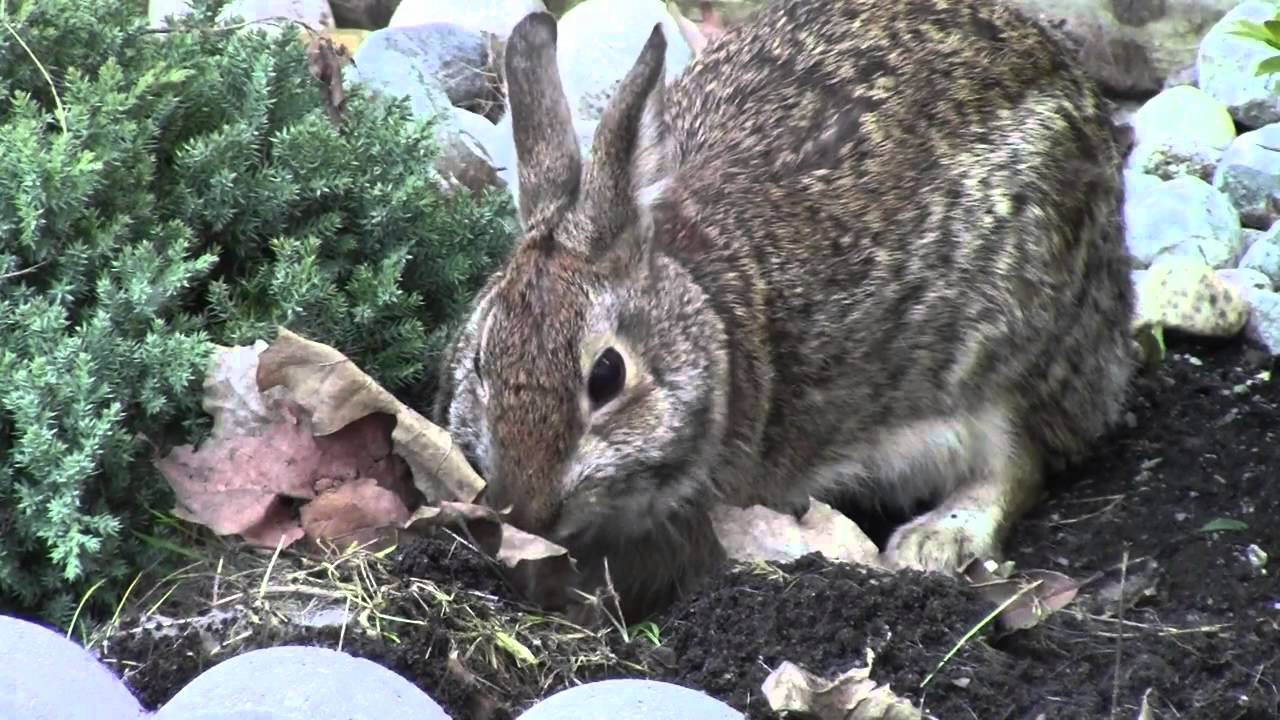 5 Wild Baby Rabbits fight for mom's feeding & Mom Repairs Nest