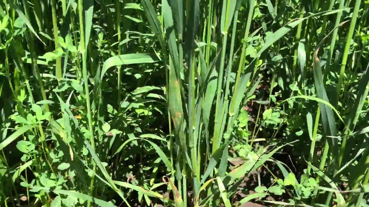 new seeding oats and alfalfa