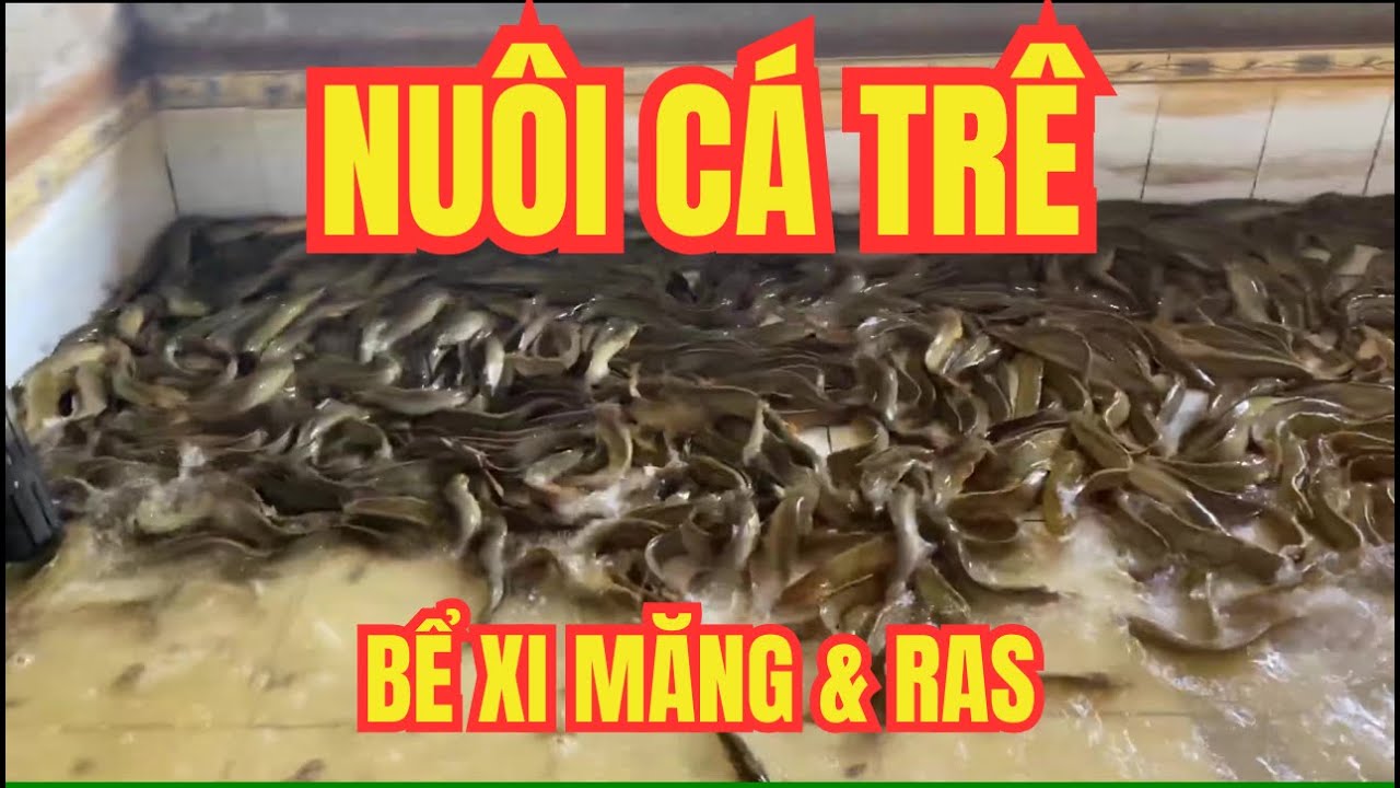 Nuôi Cá Trê Trong Bể Xi Măng Công Nghệ RAS - Tăng Năng Suất Gấp 3 Lần!