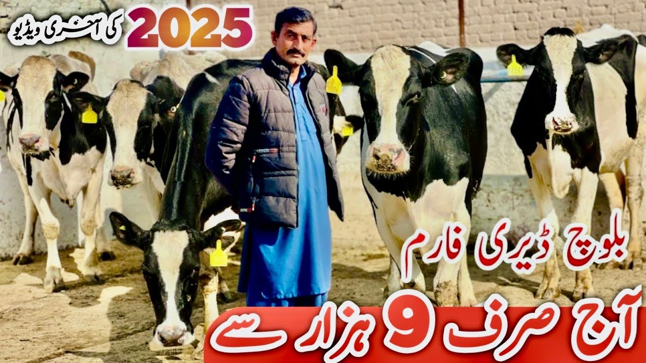 Imported Milking Cows for Sale | Baloch Dairy Farm Sargodha | High Milk Yield Cows 2025