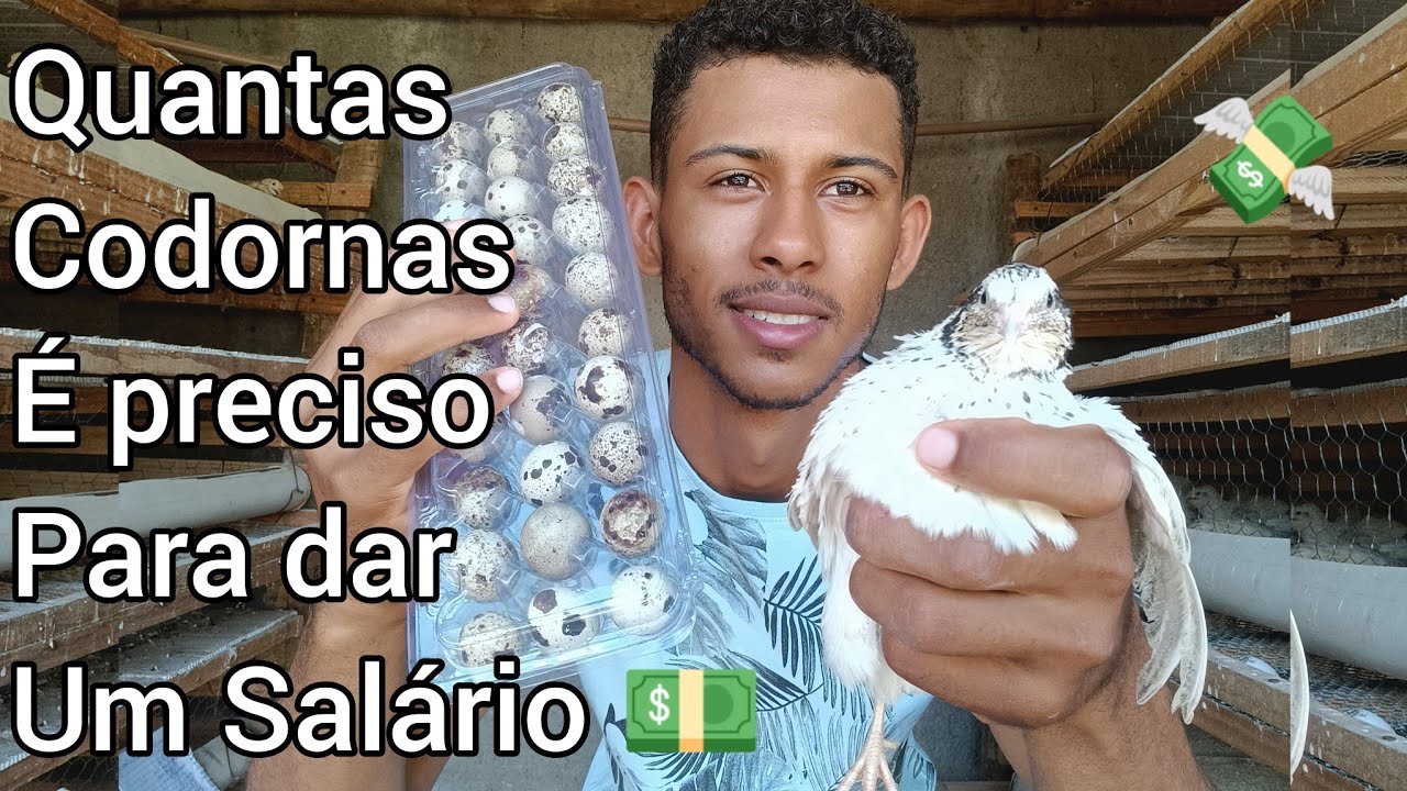 QUANTAS CODORNA PARA DAR UM SALÁRIO 🤔 2024  #alexcriações