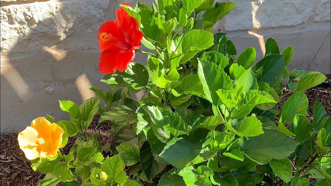My Backyard Garden Tour||Spring Garden @herbsspicesgardenkitchen #homegarden #gardening 