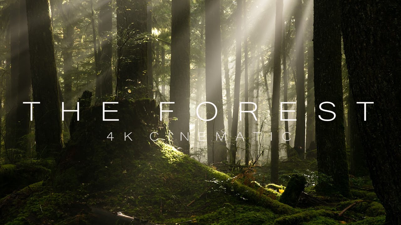 The Forest II - 4K Forest Cinematic