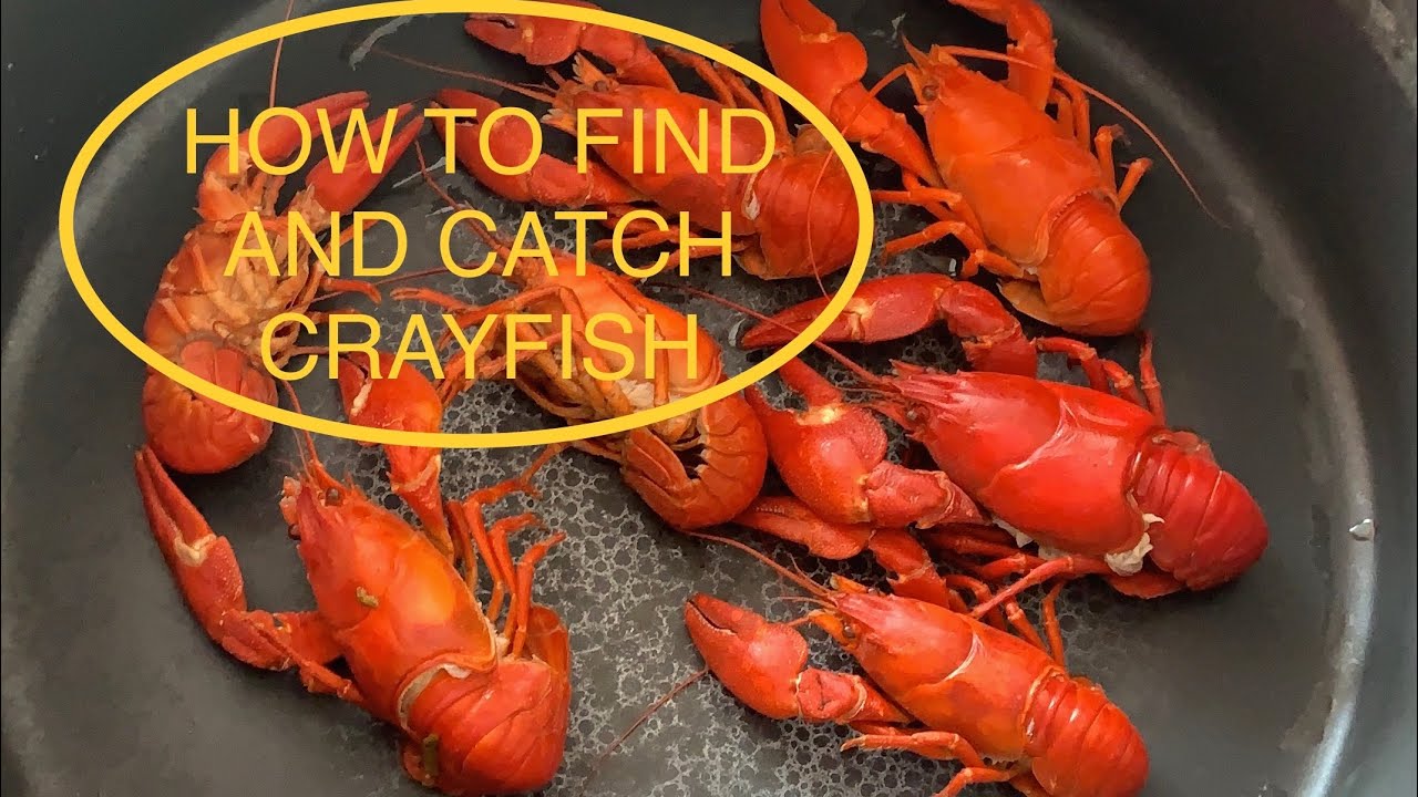Как найти и поймать раков (Crawdads)