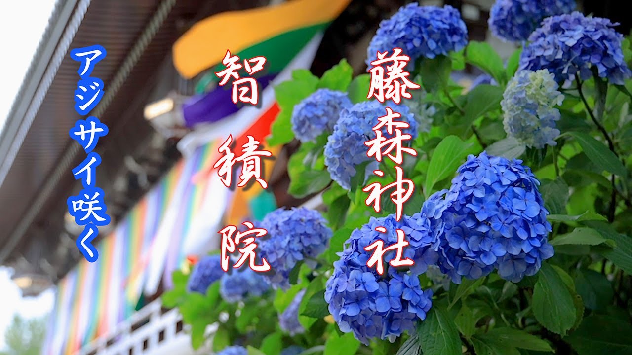 アジサイ咲く 智積院　藤森神社  Hydrangea in bloom Chishakuin Temple Fujinomori Shrine kyoto  4K