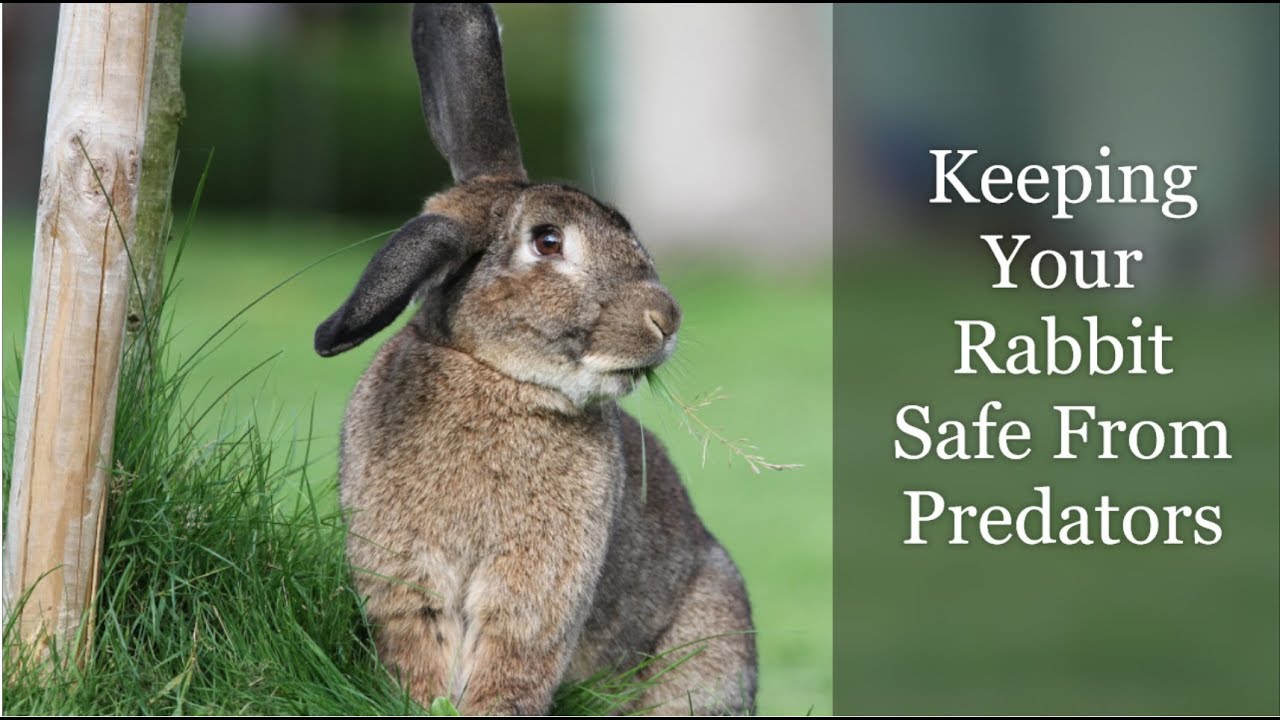 Keeping Your Rabbit Safe From Predators (Tips And Advice)