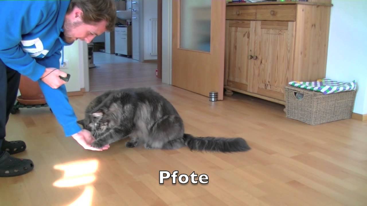 Maine Coon Clickertraining
