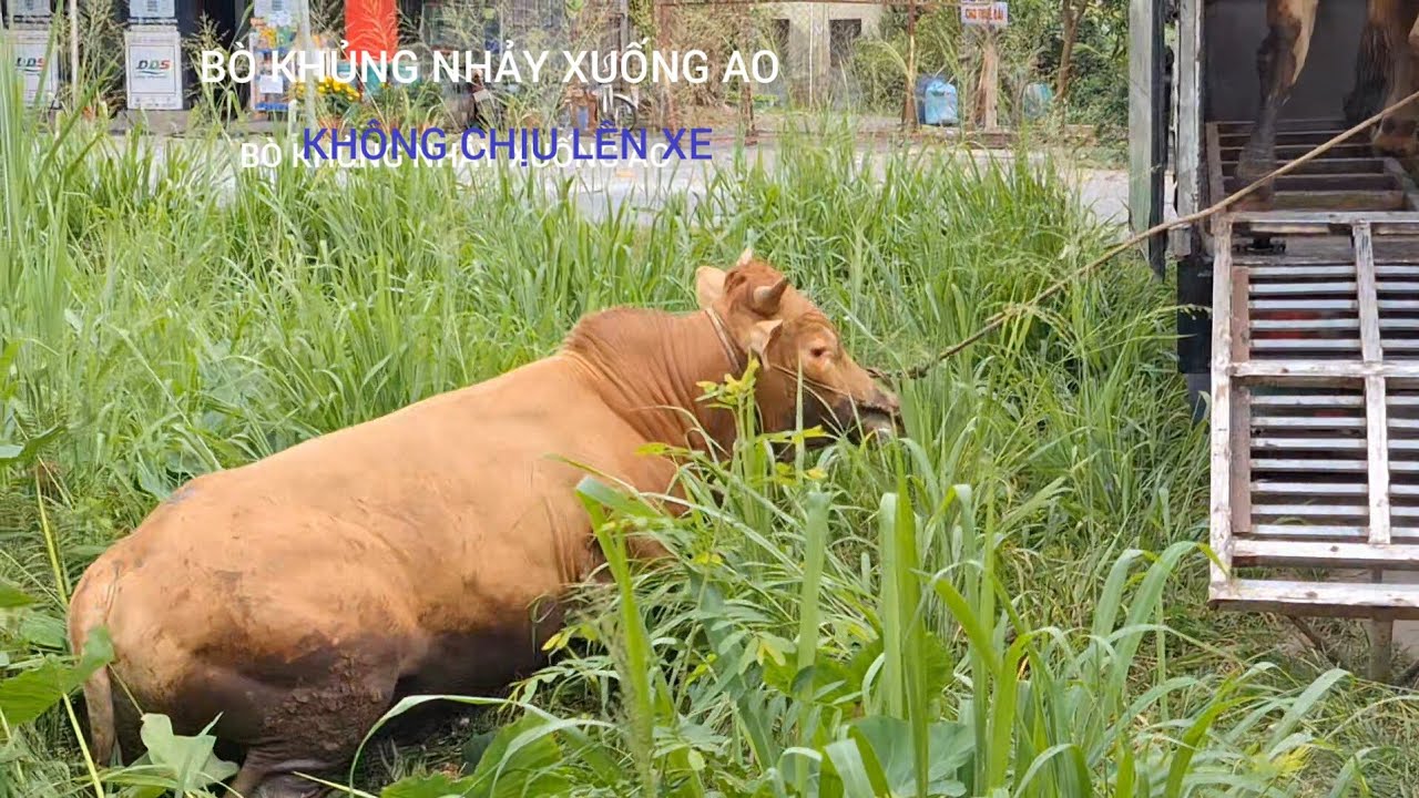 Bò NHẢY xuống AO, không chịu LÊN XE...ĐT:0707610975.