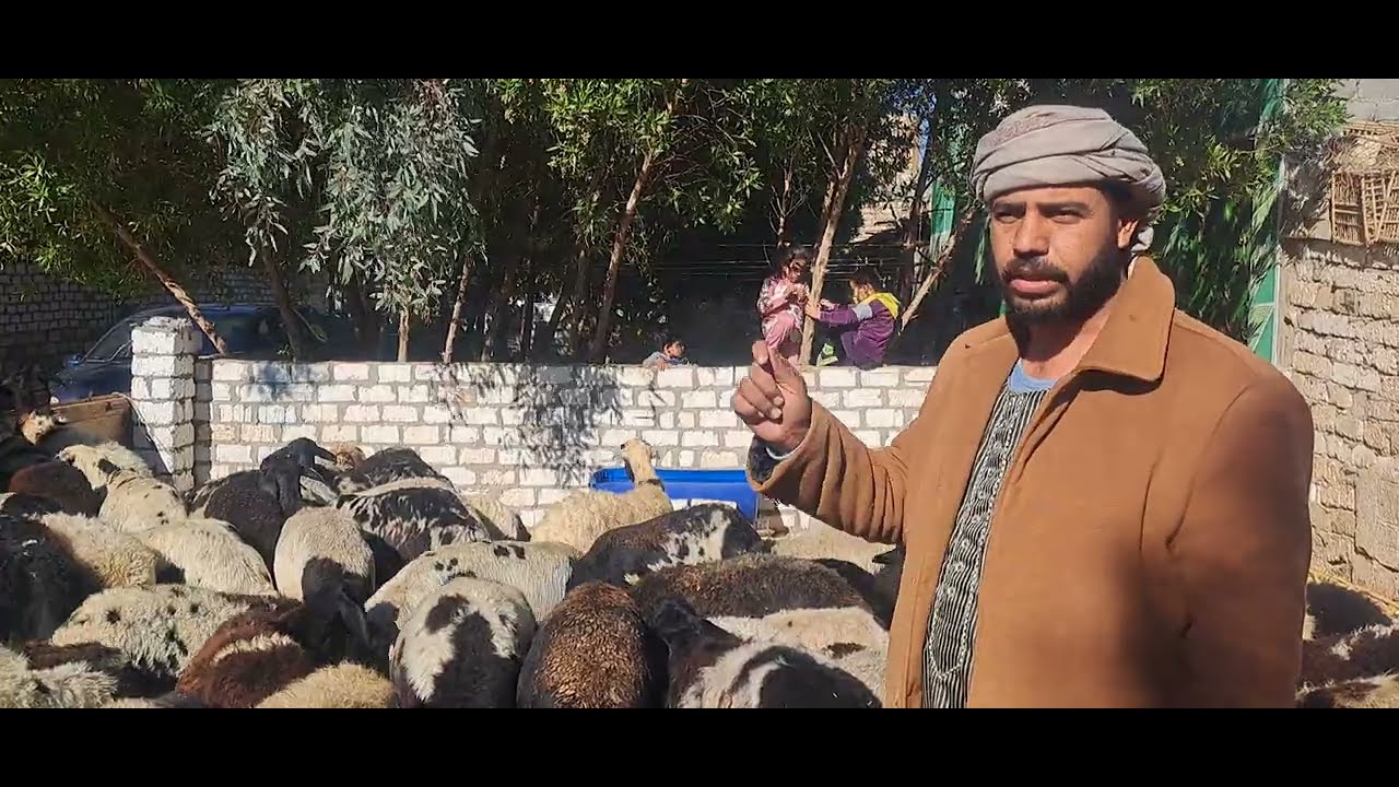 تجربه شاب فى تربيه قطيع اغنام بعد الغربه مشروع 50 نعجه وحل مشكله الاسهالات فى المواليد