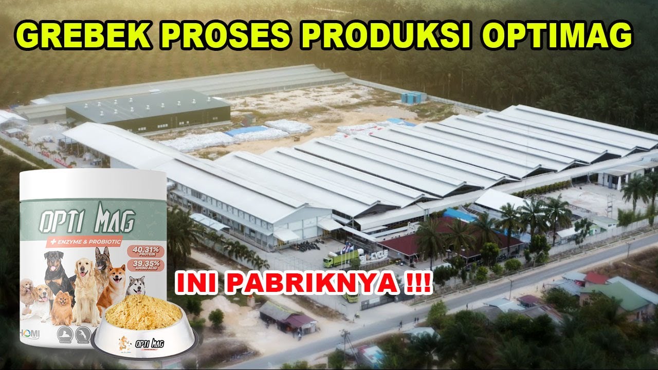 GREBEK PROSES PRODUKSI OPTIMAG - BUAT ANABUL KESAYANGAN HARUS YANG THE BEST DONG