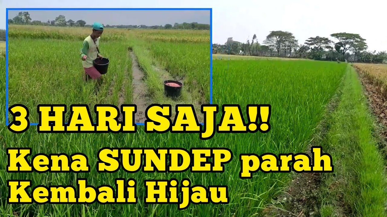 HANYA 3 HARI PADI KENA SUNDEP PARAH KEMBALI HIJAU DENGAN FURADAN 3GR.