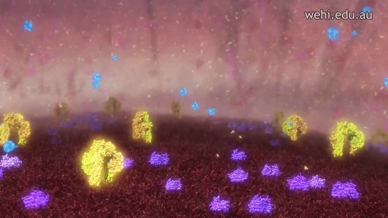 Insulin Production and Type 1 Diabetes (2009) by Etsuko Uno wehi.tv