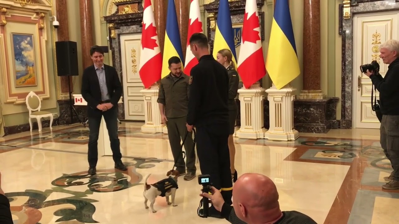 Zelensky Awards Mine-Sniffing Ukraine Dog State Honors