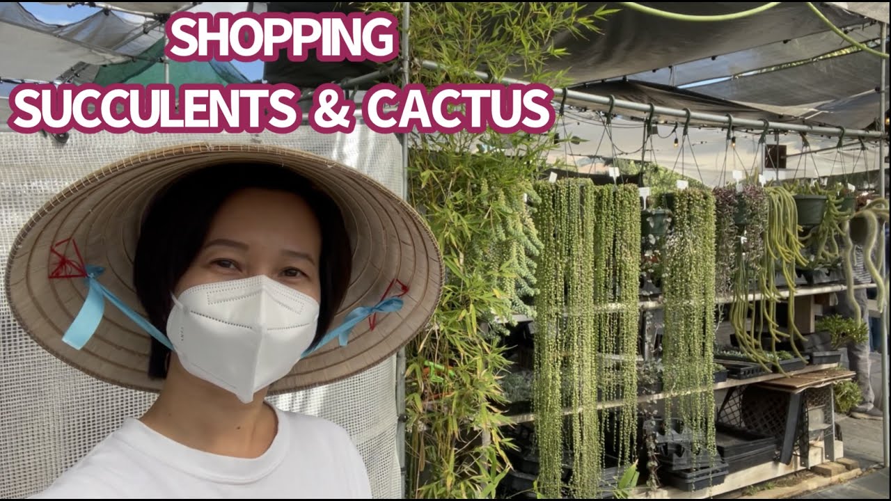 #547 SHOPPING SUCCULENT & CACTUS | MUA SEN ĐÁ VÀ XƯƠNG RỒNG | 다육식물 | 多肉植物 | Suculentas