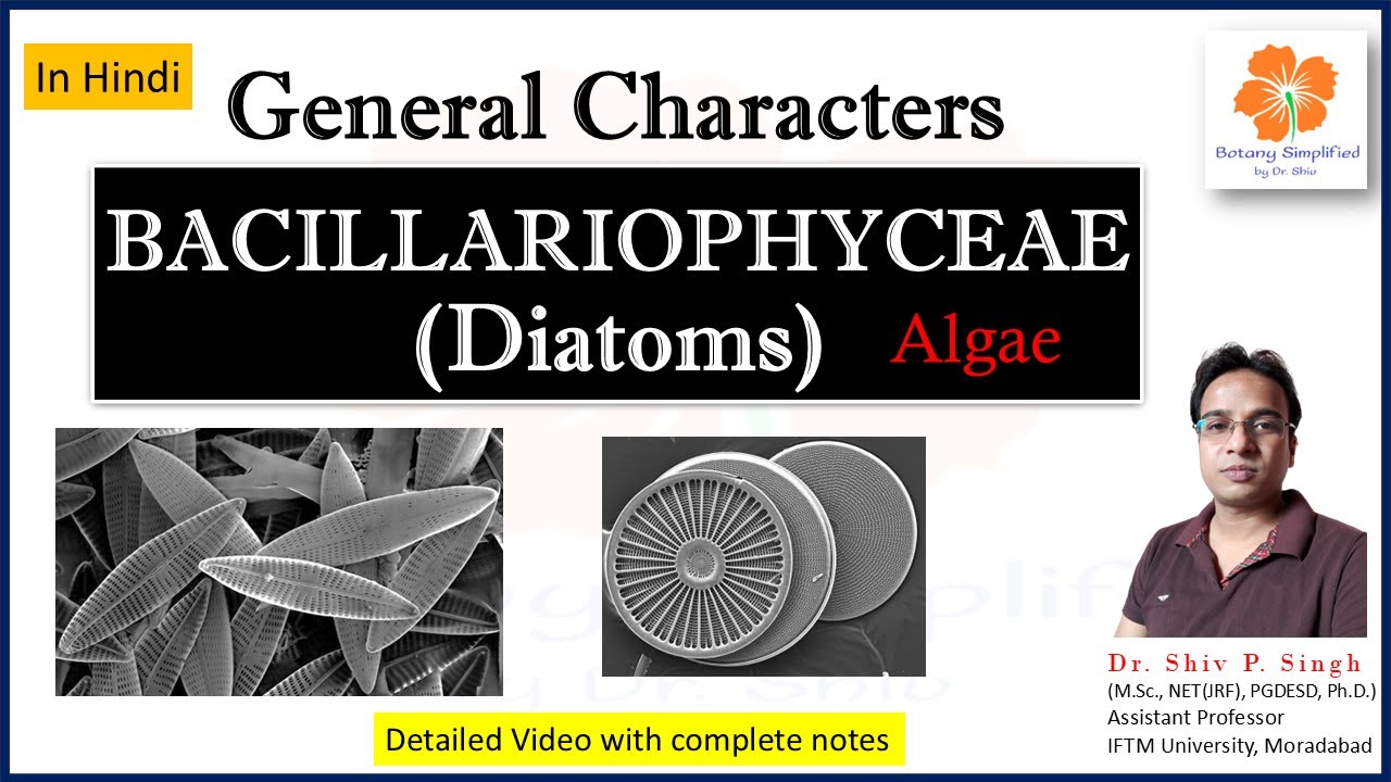 Bacillariophyceae Diatoms | B.Sc. | M.Sc.  | #105