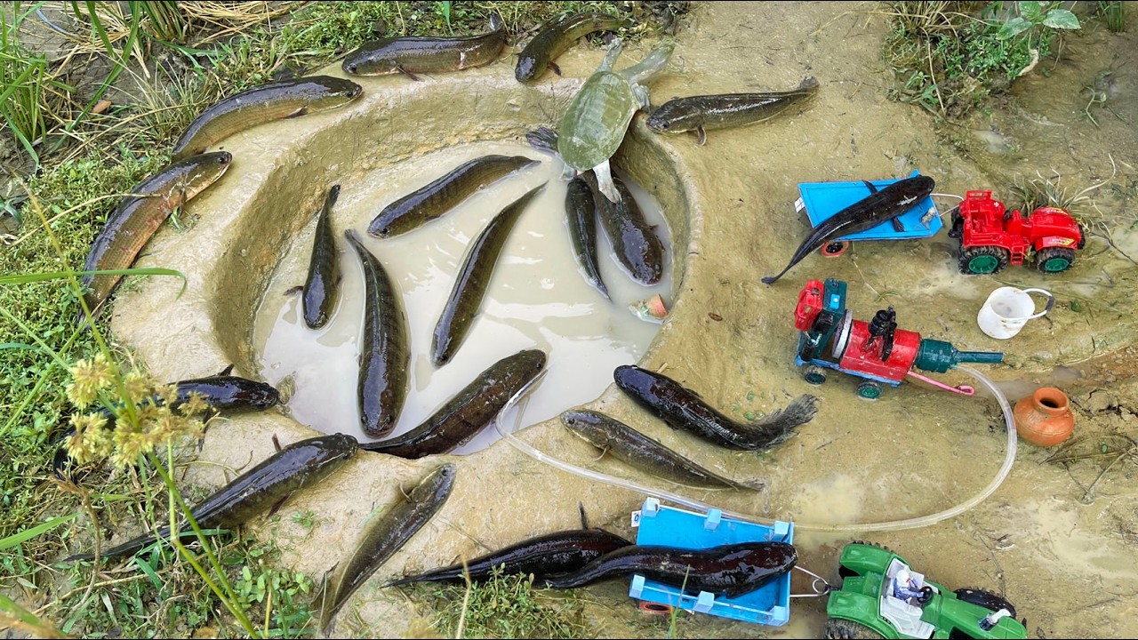 FISHING! Catch Fish and Turtles Using Power Mini Diesel Engine Water Pump For Fish In The small Pond