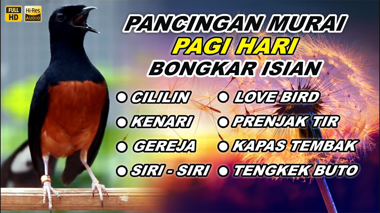 Pancingan Murai Batu Bongkar Isian Tembakan Panjang Murai Apapun Pasti Nyaut Jadi Gacor