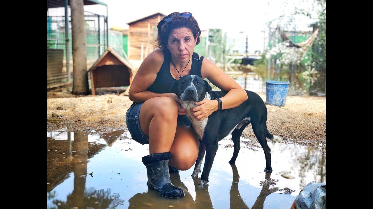 Their Darkest Hour. A woman's fight to save thousands of dogs after spanish floods
