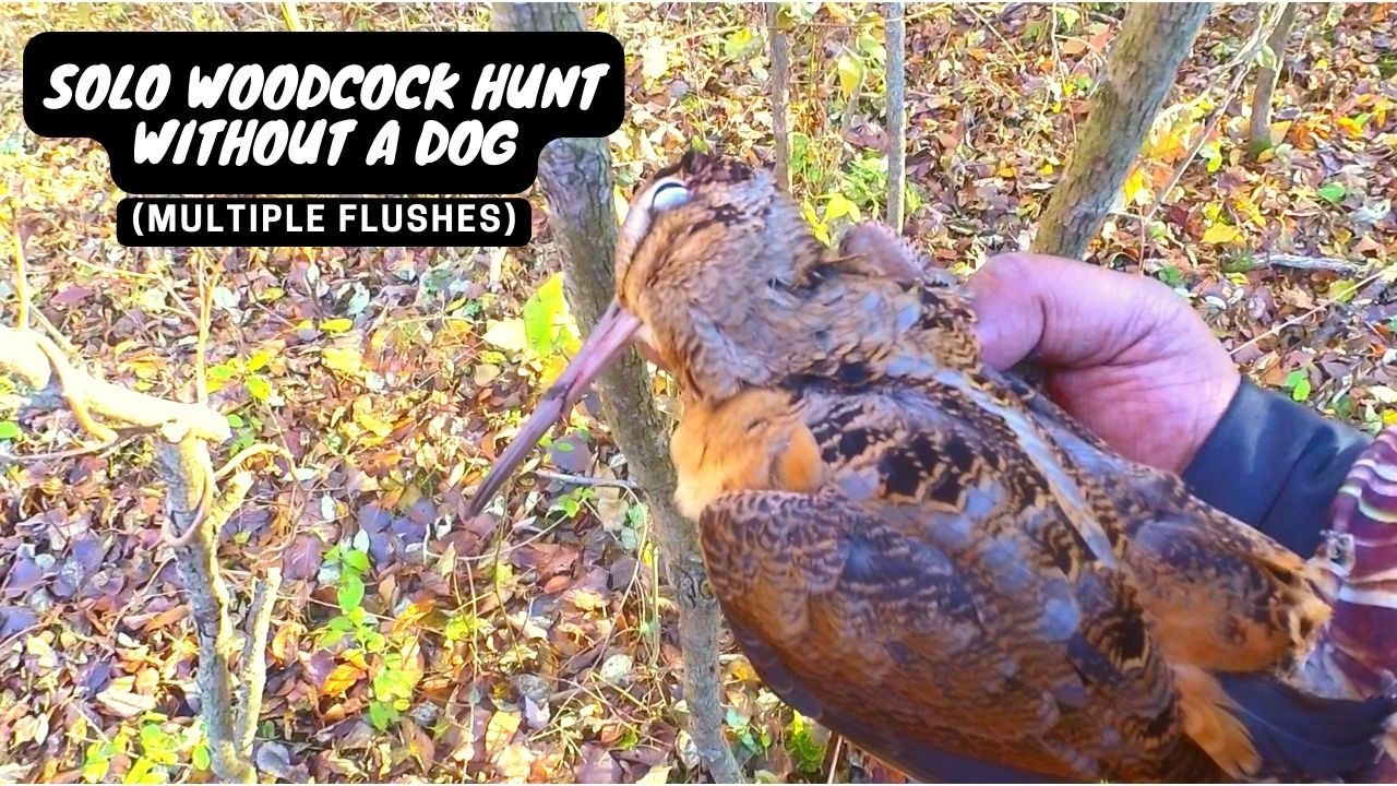 Solo Woodcock Hunt Without A Dog (Multiple Up Close Flushes)