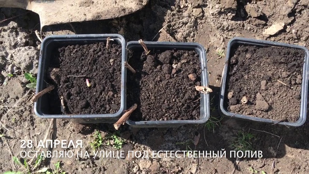 Выращивание хмеля Часть 2