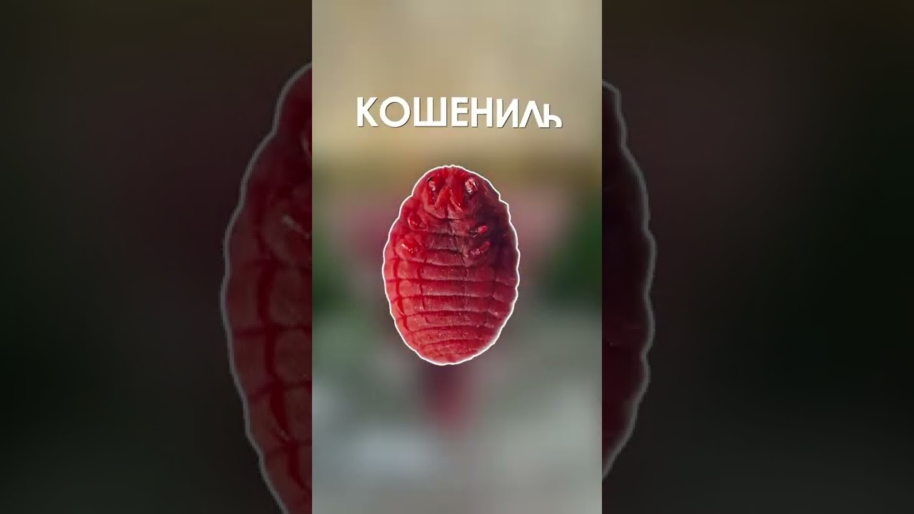 Именно из этого делается самая натуральная и дорогая губная помада #shorts