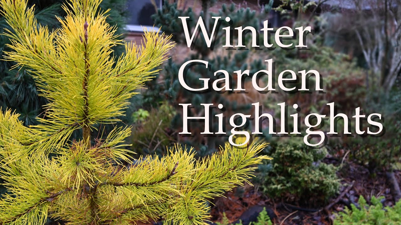 Winter Garden Highlights